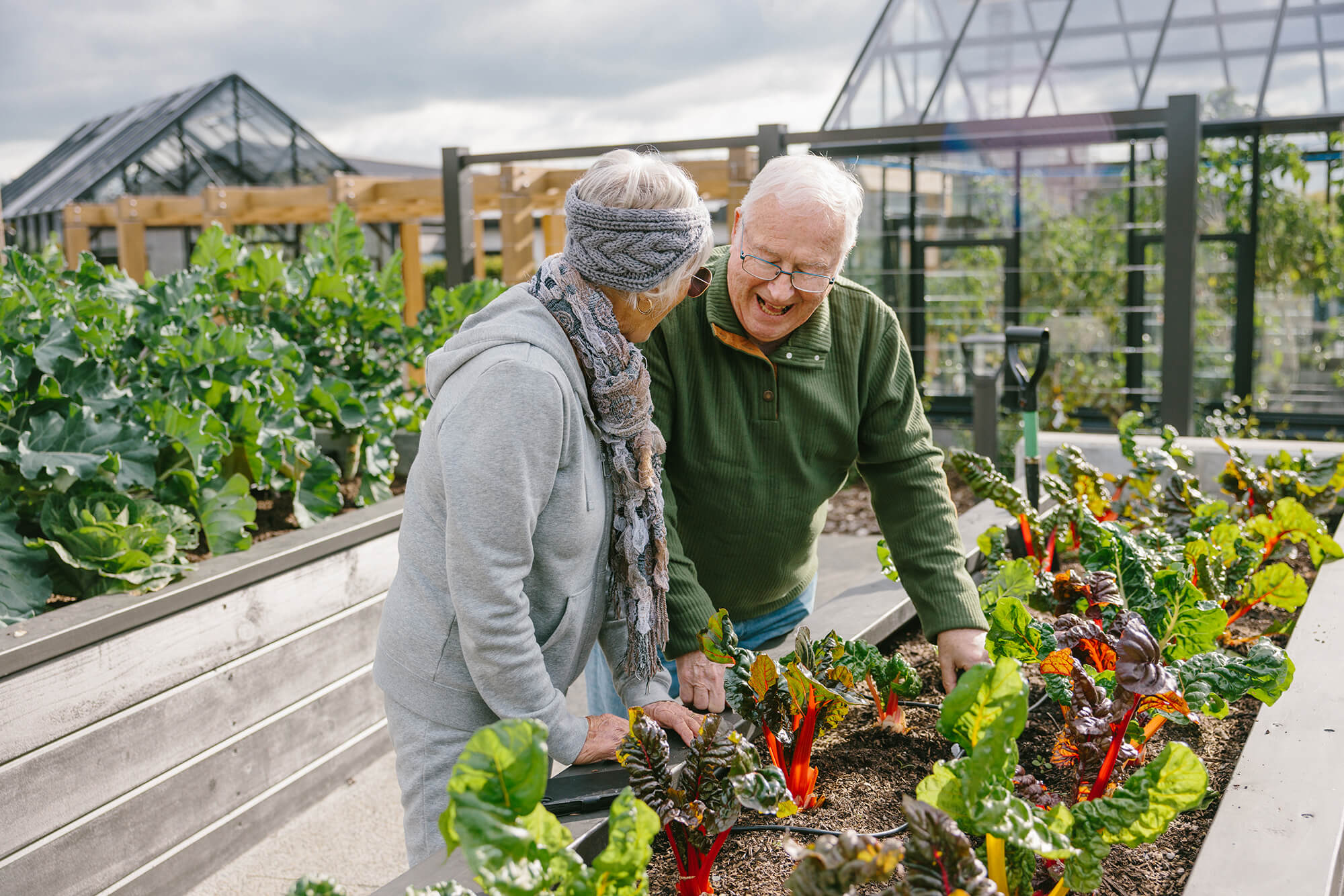 Retired friends laughing while tending to silverbeet in a raised planter box.