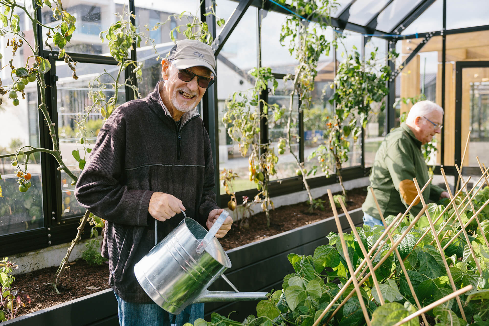 Retiree wearing sunglasses smiles at the camera while standing in a glasshouse watering basil plants.