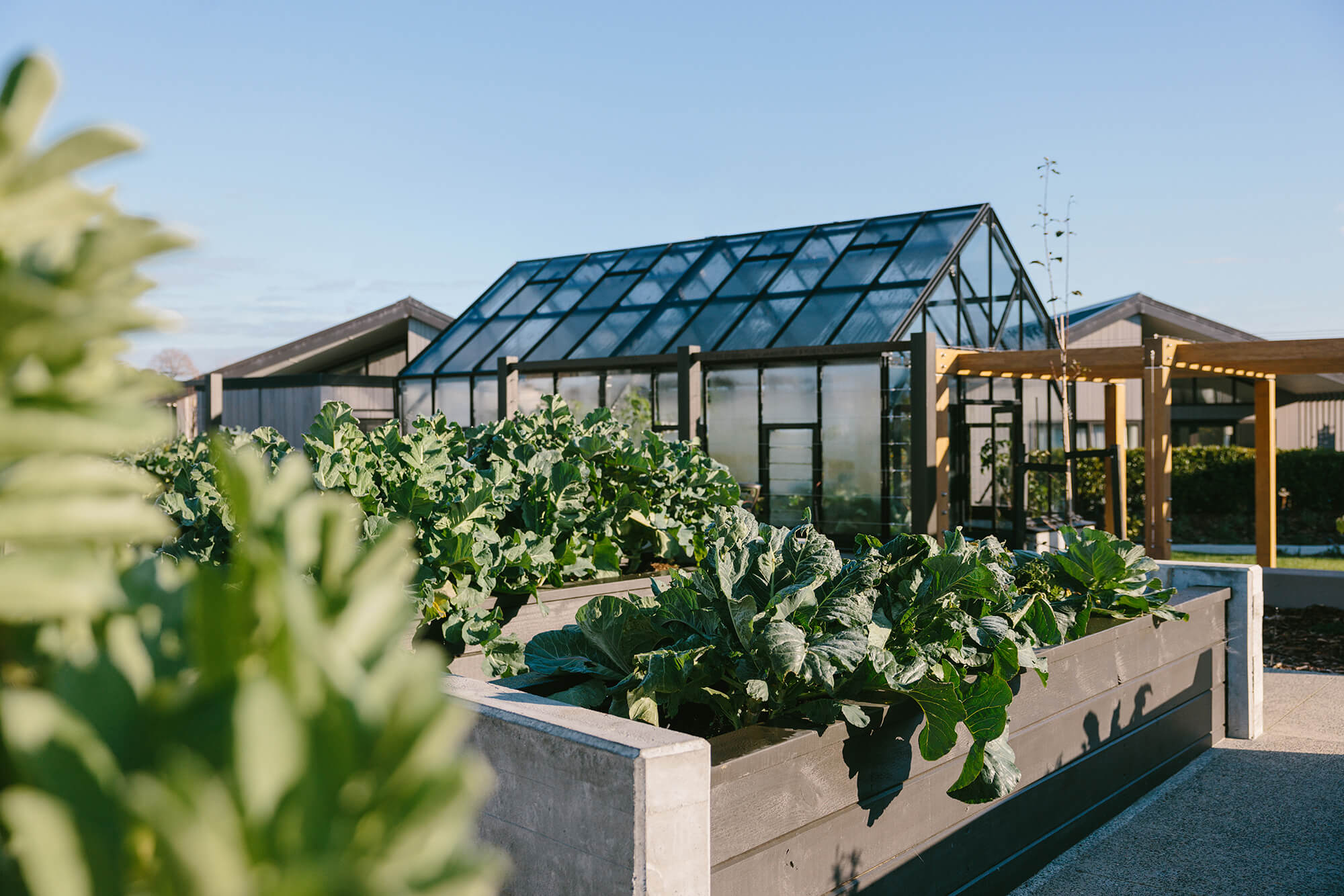 Large glasshouse stands behind raised planter boxes overrun with green leaves of broccoli plants.