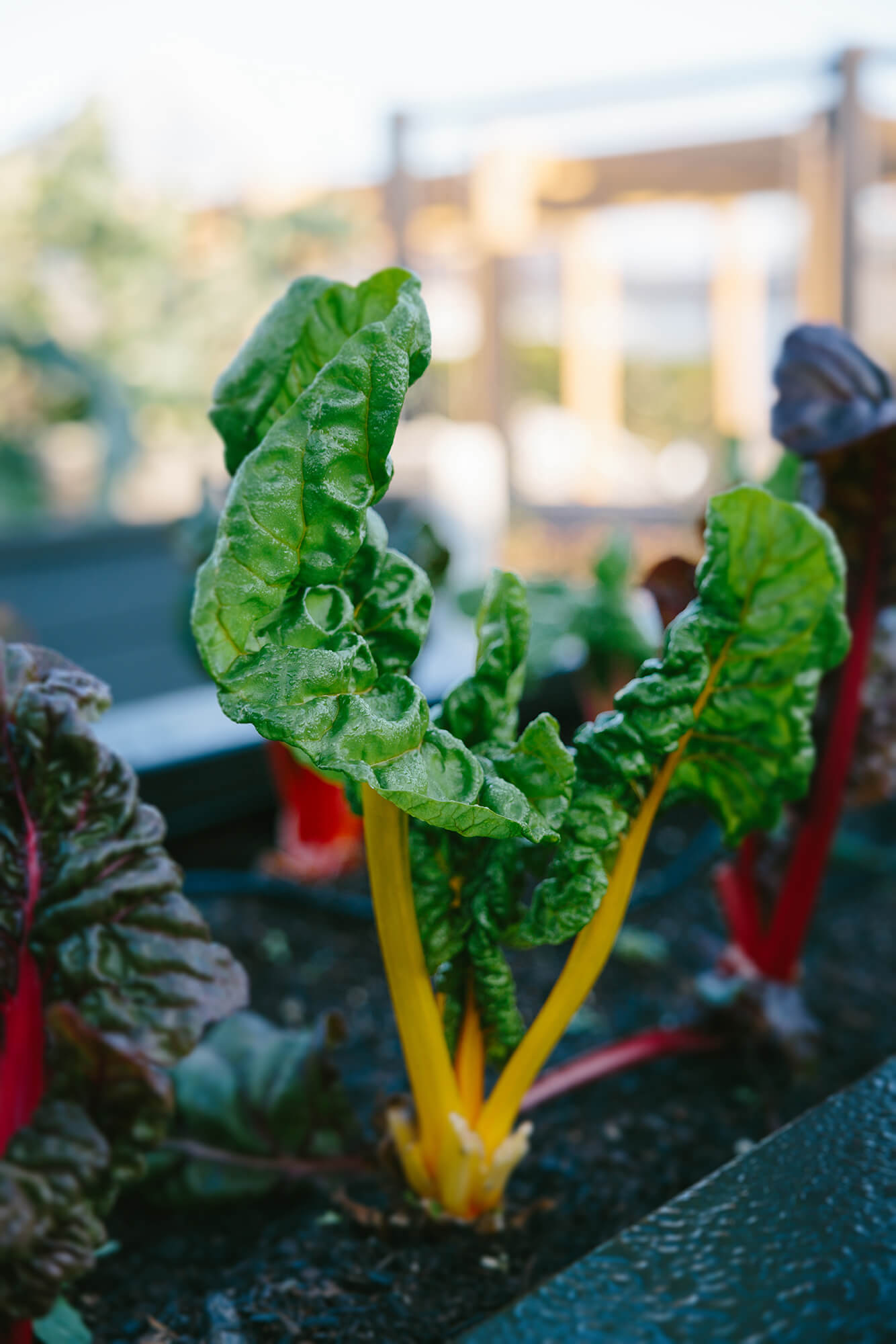 Close up of new season sliverbeet with yellow stems growing in a raised garden.