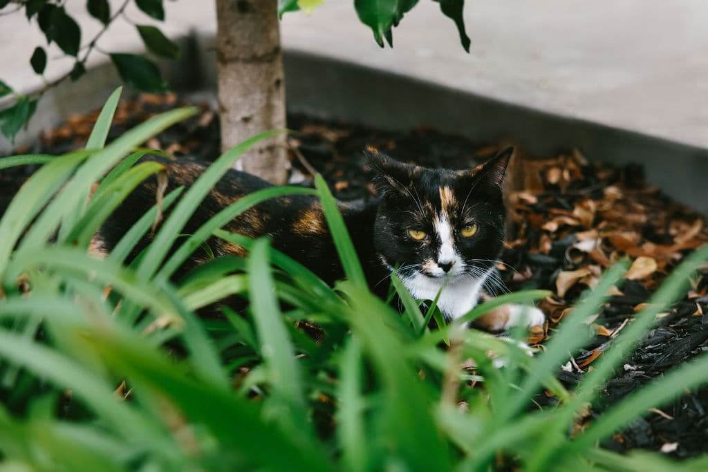 Lilly the cat enjoying the green surrounds at The Botanic